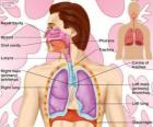 Το αναπνευστικό σύστημα (Αγγλικά)